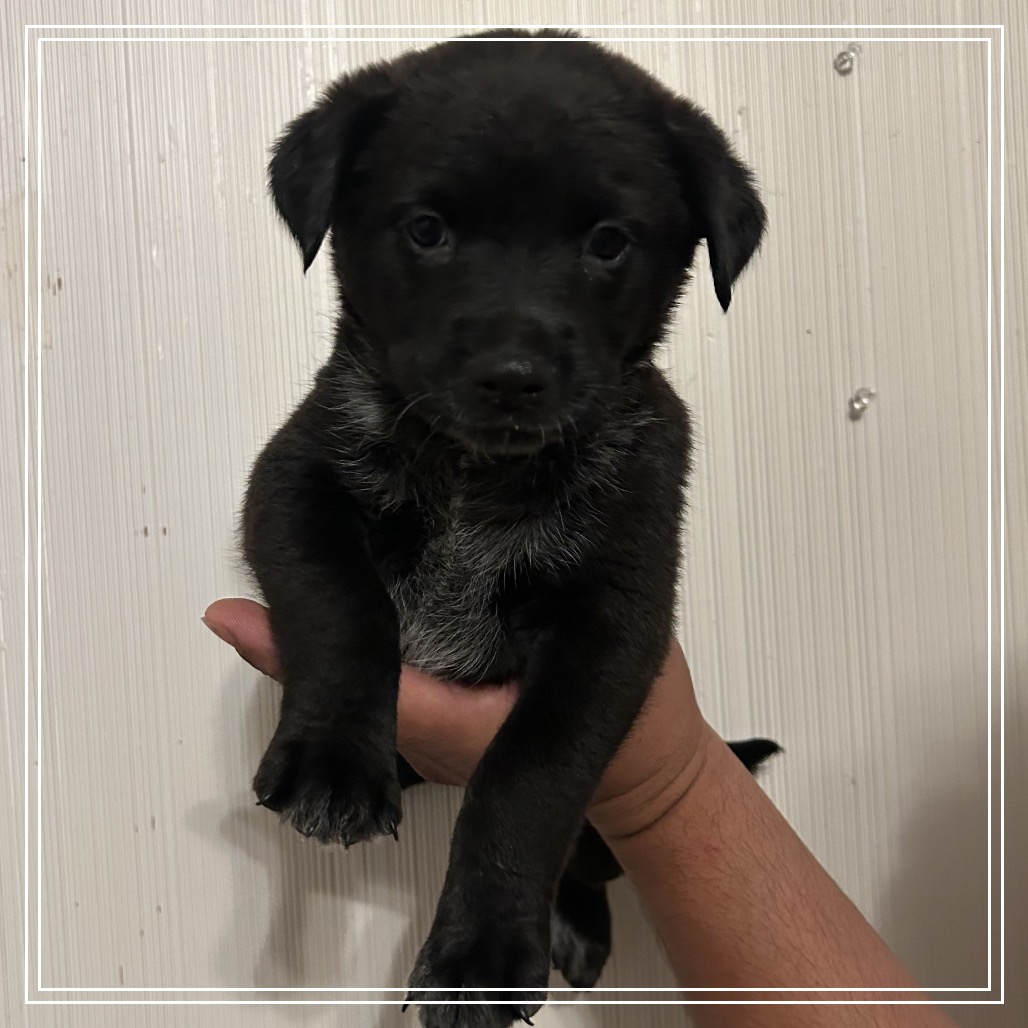 FWT DAKOTA - Retriever, Black Labrador / Collie, Border available for adoption