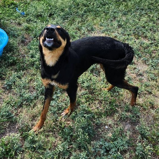 Molly photo 18