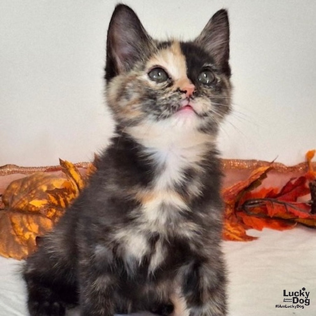 BEATRICE - Domestic Shorthair available for adoption