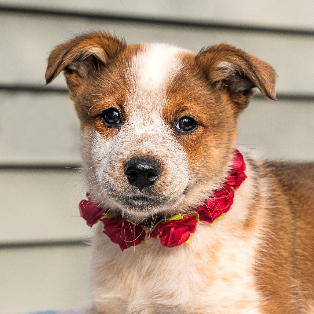 Penny