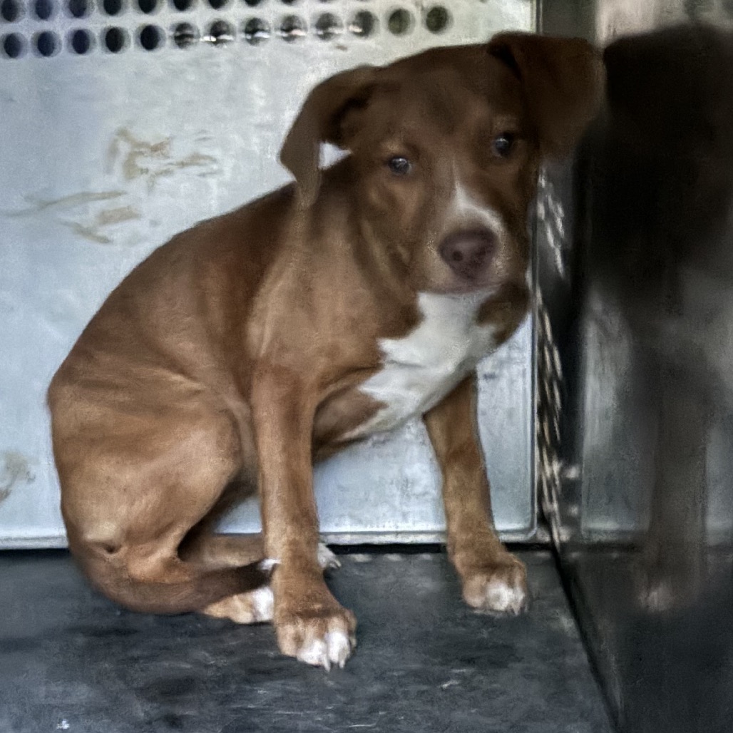 Pit Bull