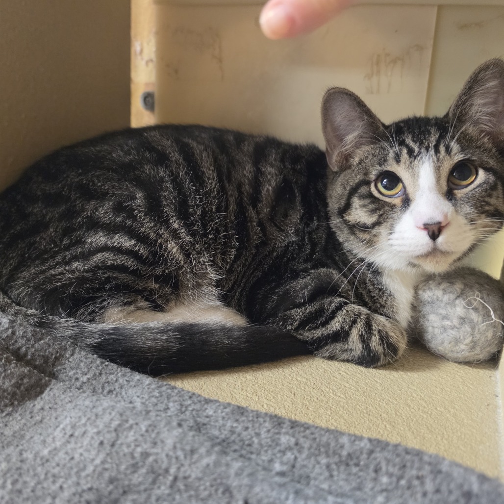 COCKTAIL - Domestic Shorthair available for adoption