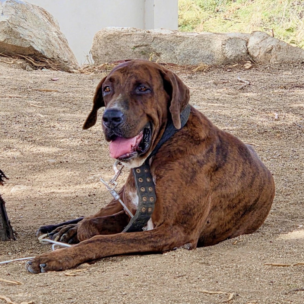 Mastiff