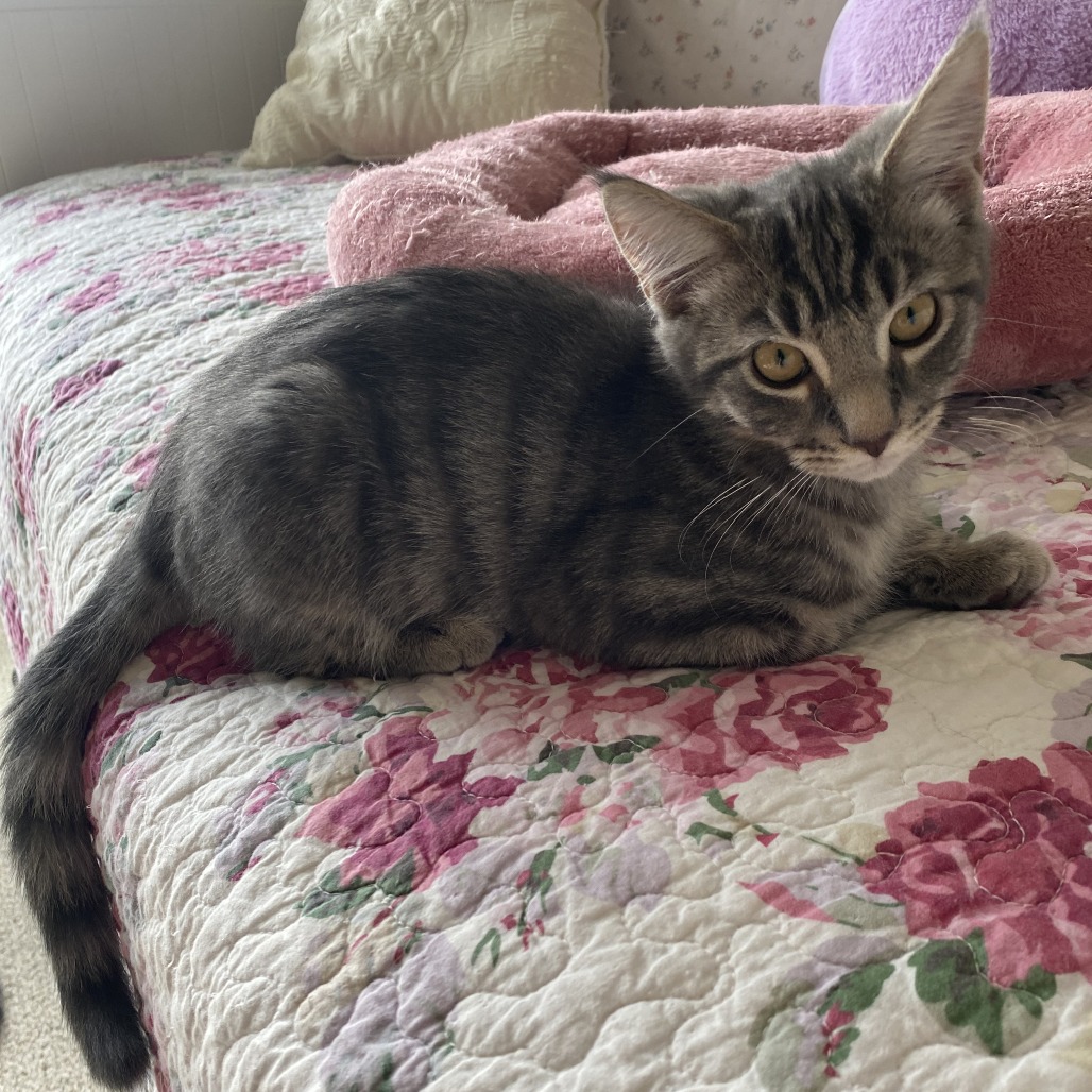 BARLEY - Domestic Shorthair available for adoption