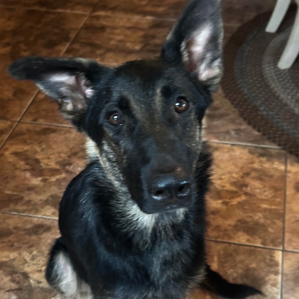 Sally, a 1 yr 4 mo Female Shepherd, German available for adoption through Lost & Found
