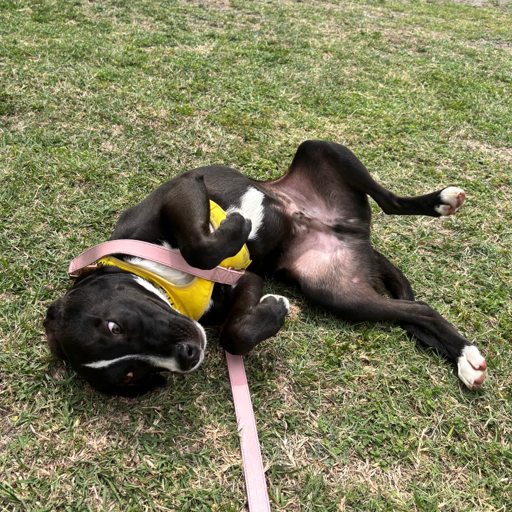 Charlie Brown photo 19