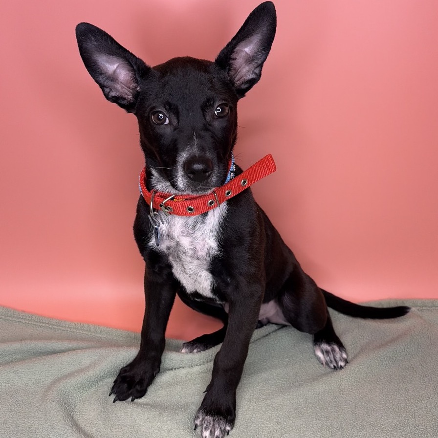 CRICKET - Terrier / Mixed Breed (Small) for adoption in San Antonio