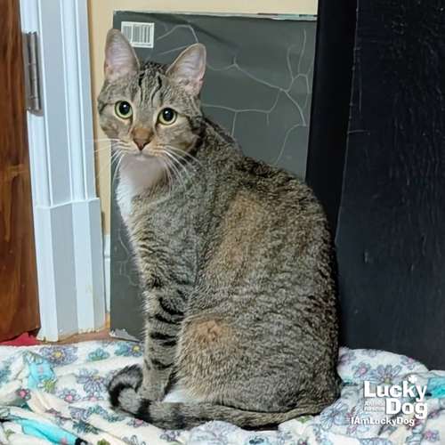 LUCILLE - Domestic Shorthair available for adoption