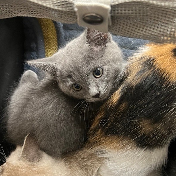 Meet King Moonracer, a Domestic Shorthair Cat Available For Adoption ...