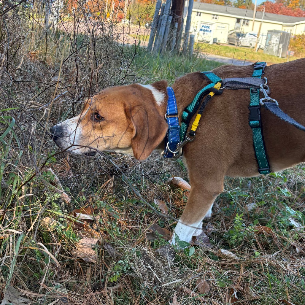 Charly, photo 12