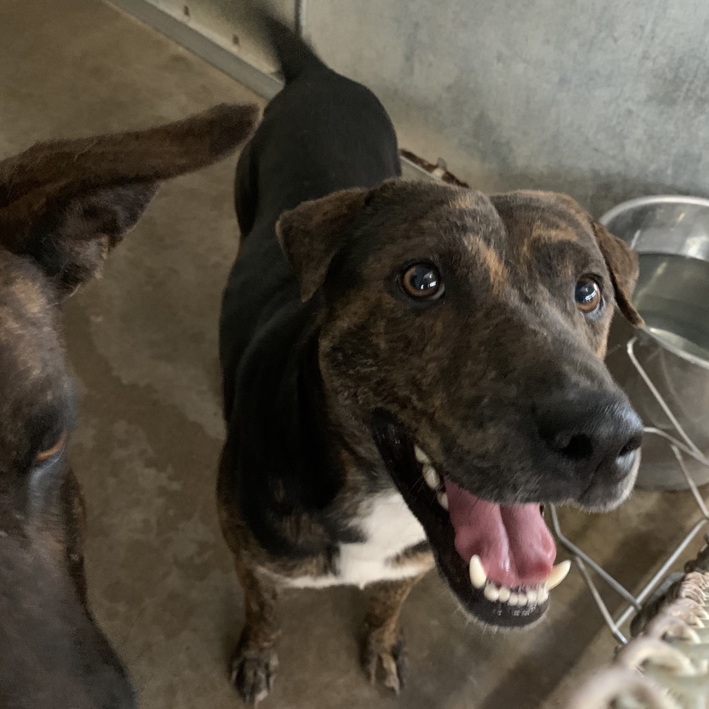 WILLIS - Shepherd available for adoption