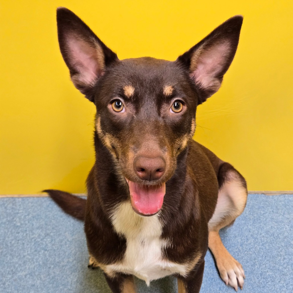 ESMER - Shepherd / Mixed Breed (Small) available for adoption