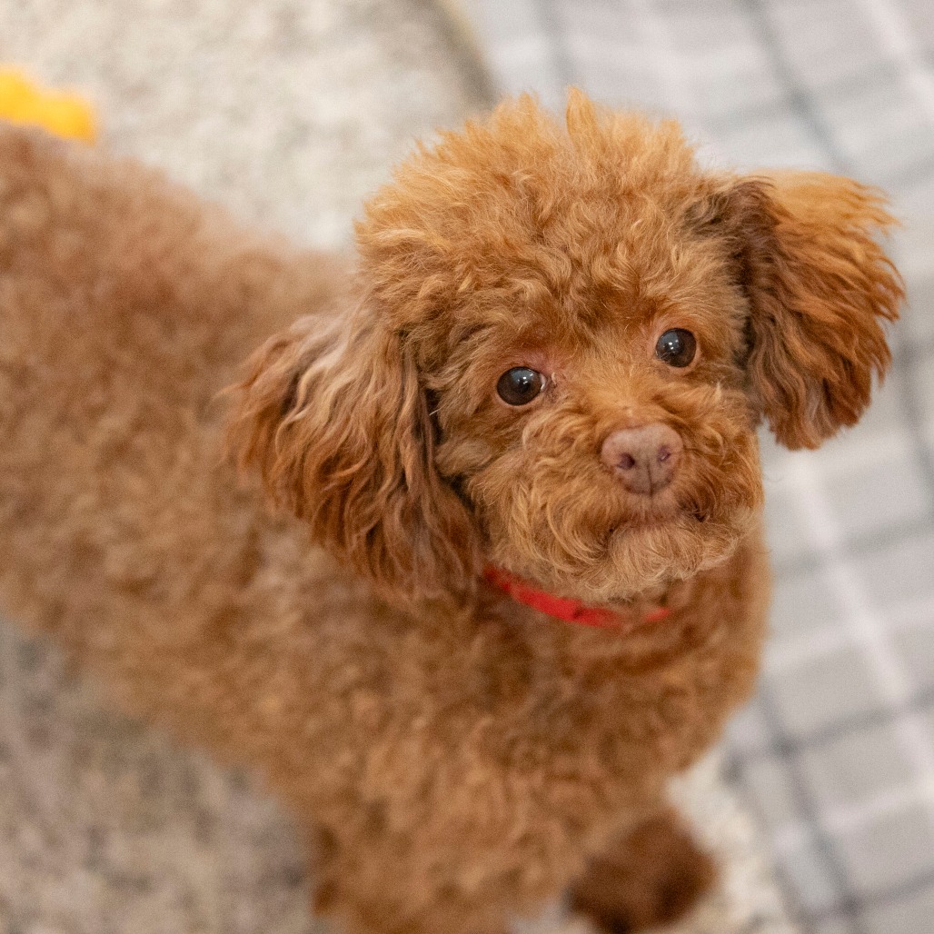 Chase (F26-05), photo 2