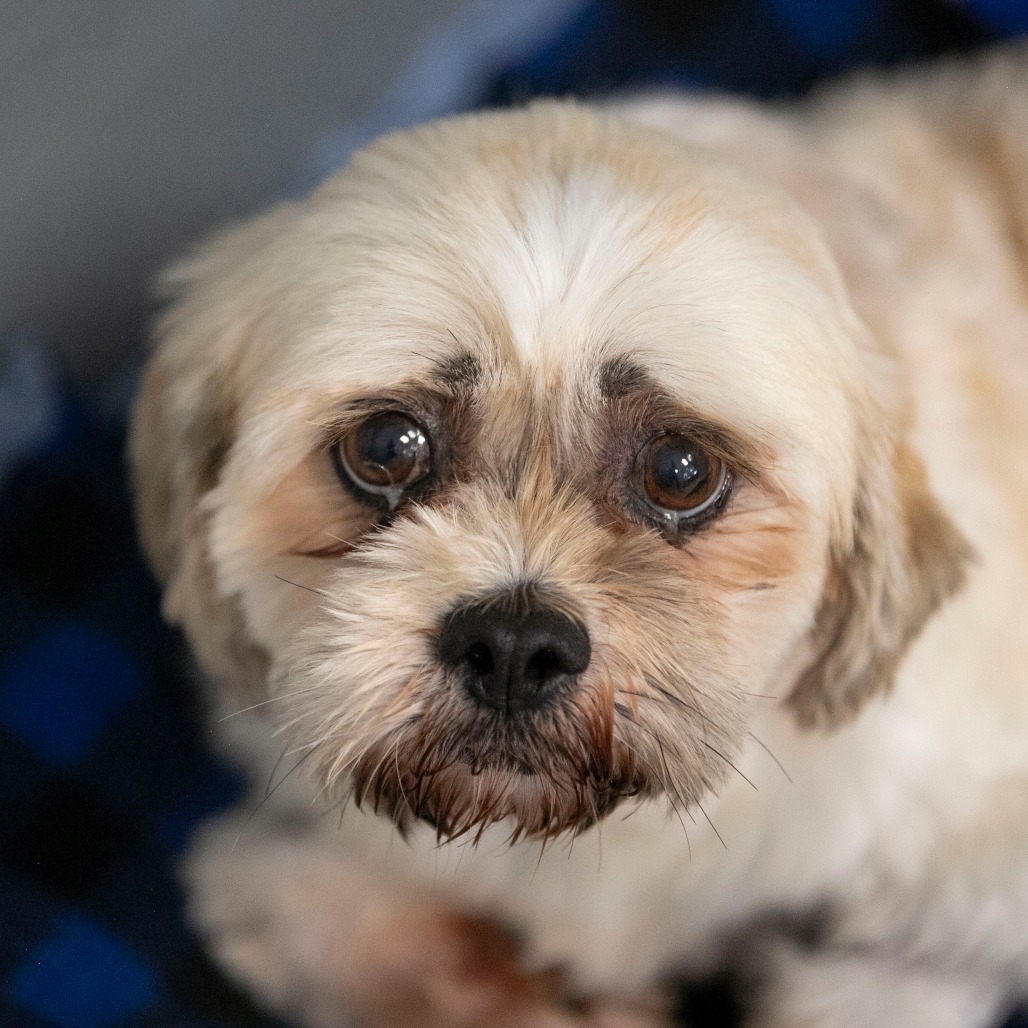 Millie (JY26-77), photo 12