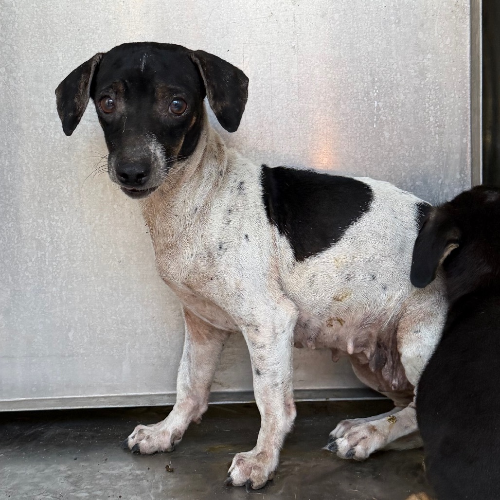 MAMA BEAR - Terrier available for adoption