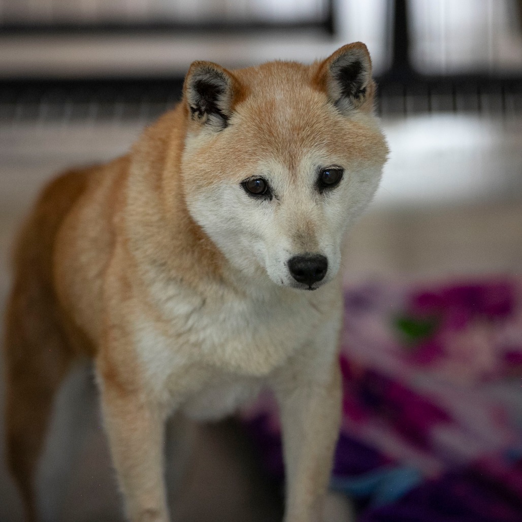 Smiley (MR26-336), photo 10