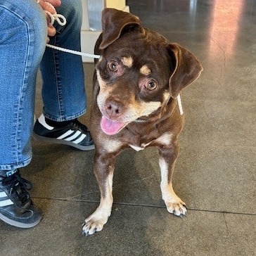 Kennel#19b(Pico)'s preview photo