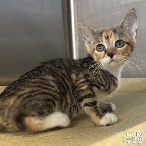 LILLYANNE - Domestic Shorthair available for adoption