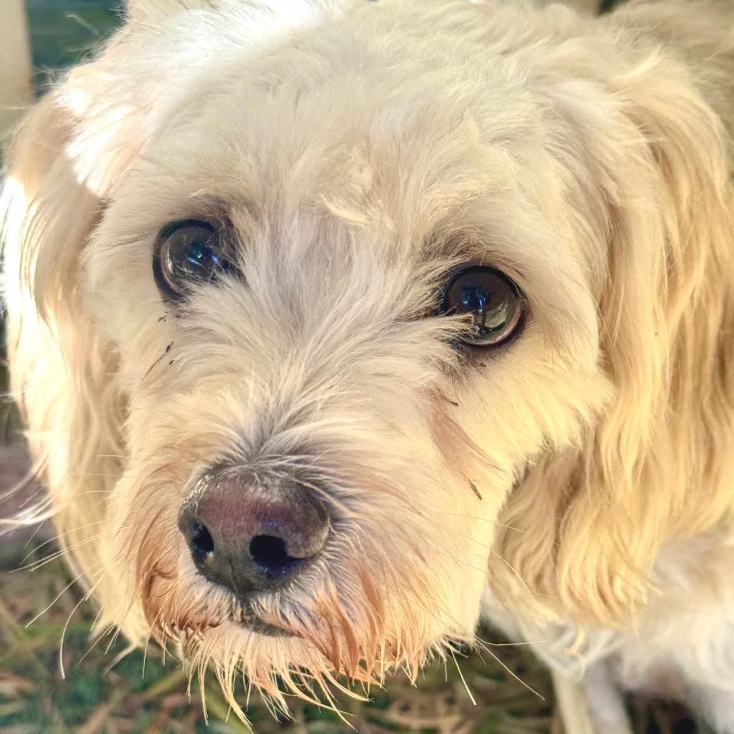 Annabelle - Chino Hills Location, photo 5