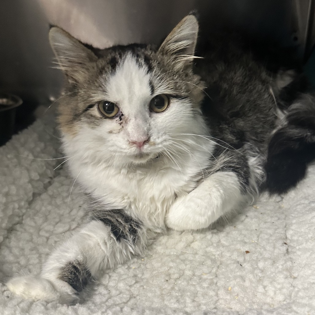 Taffeta- Washington Petsmart