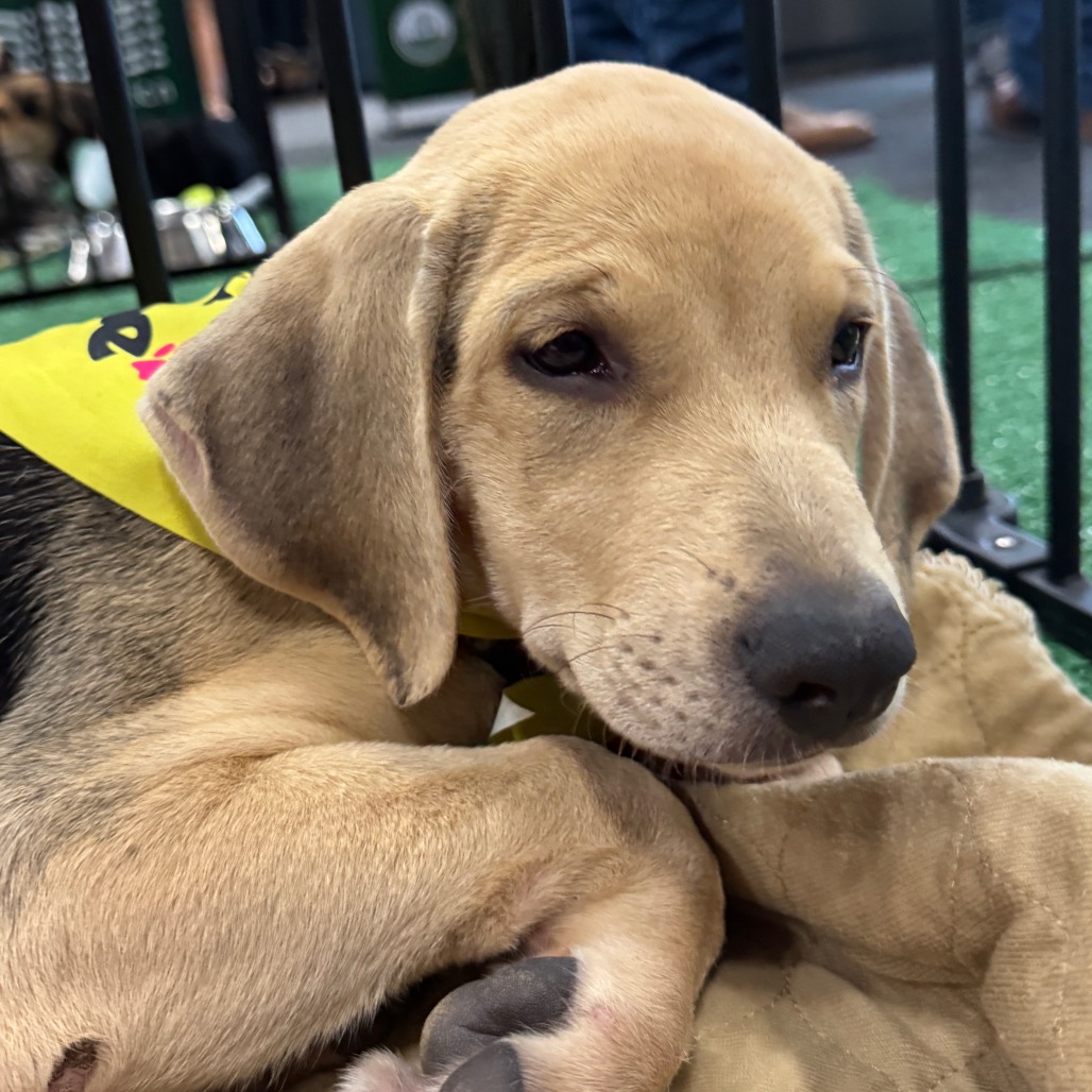 WILLOW - Hound / Shepherd available for adoption