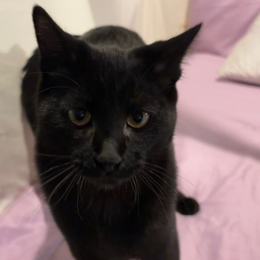 ZANDER AKA PUCA - Domestic Shorthair available for adoption