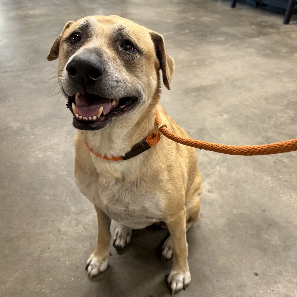 Lilac — thumbnail 2