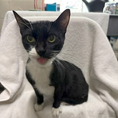 Marley  the Cat