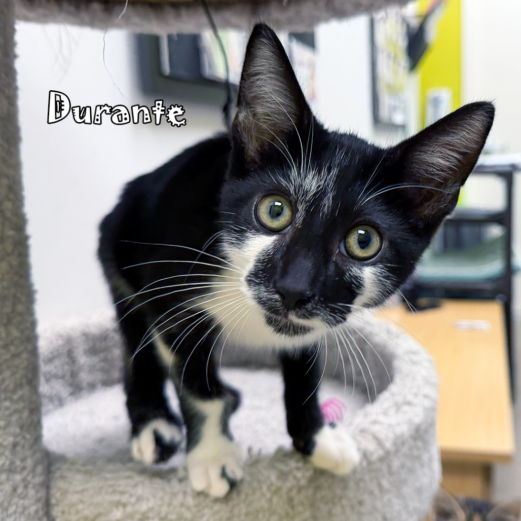 Durante, an adoptable cat