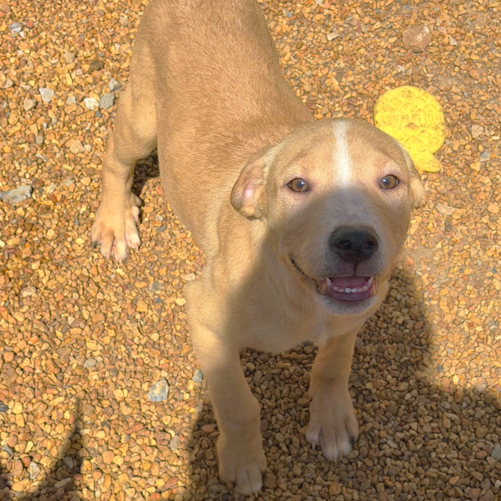 Fennec — thumbnail 3