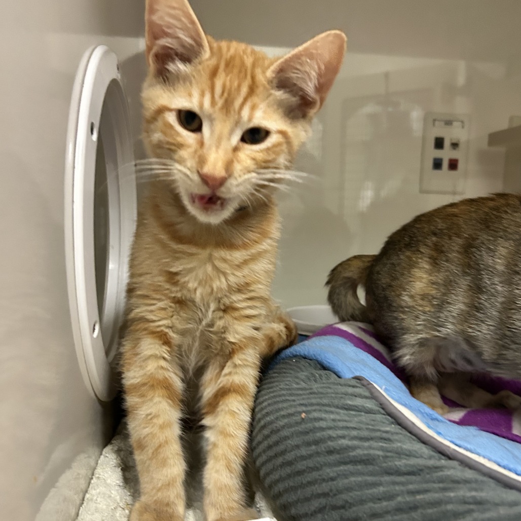 Pumpkin (blue collar) - Domestic Shorthair