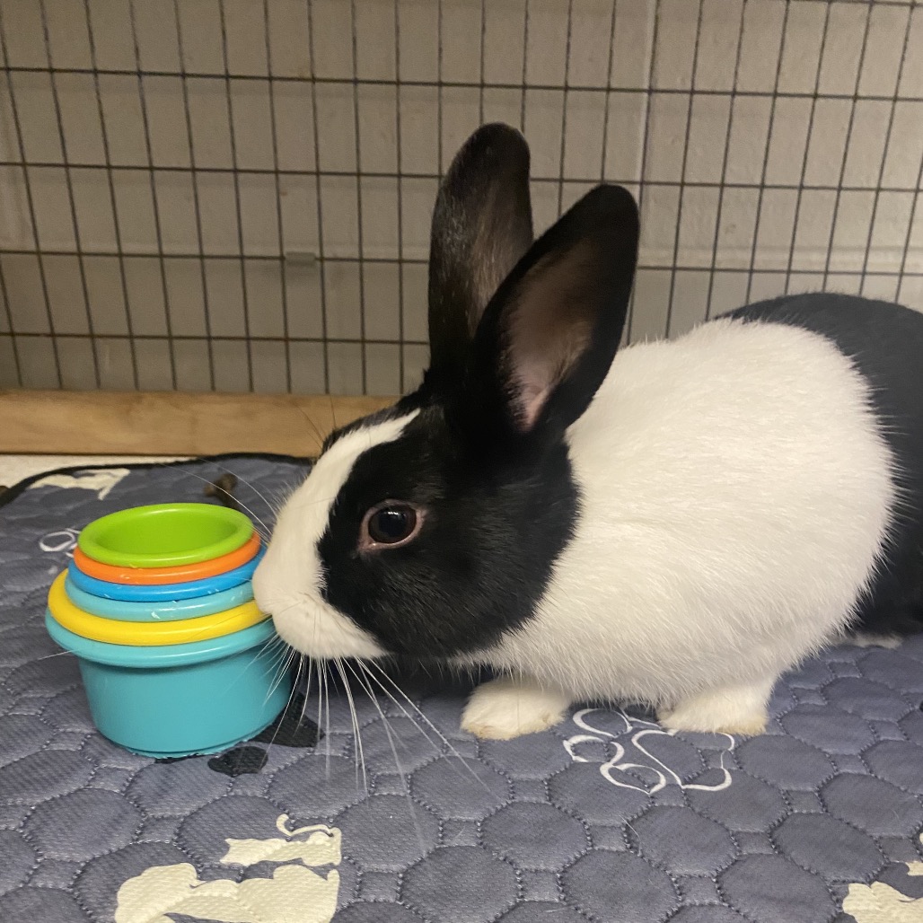 DAAN - Dutch available for adoption