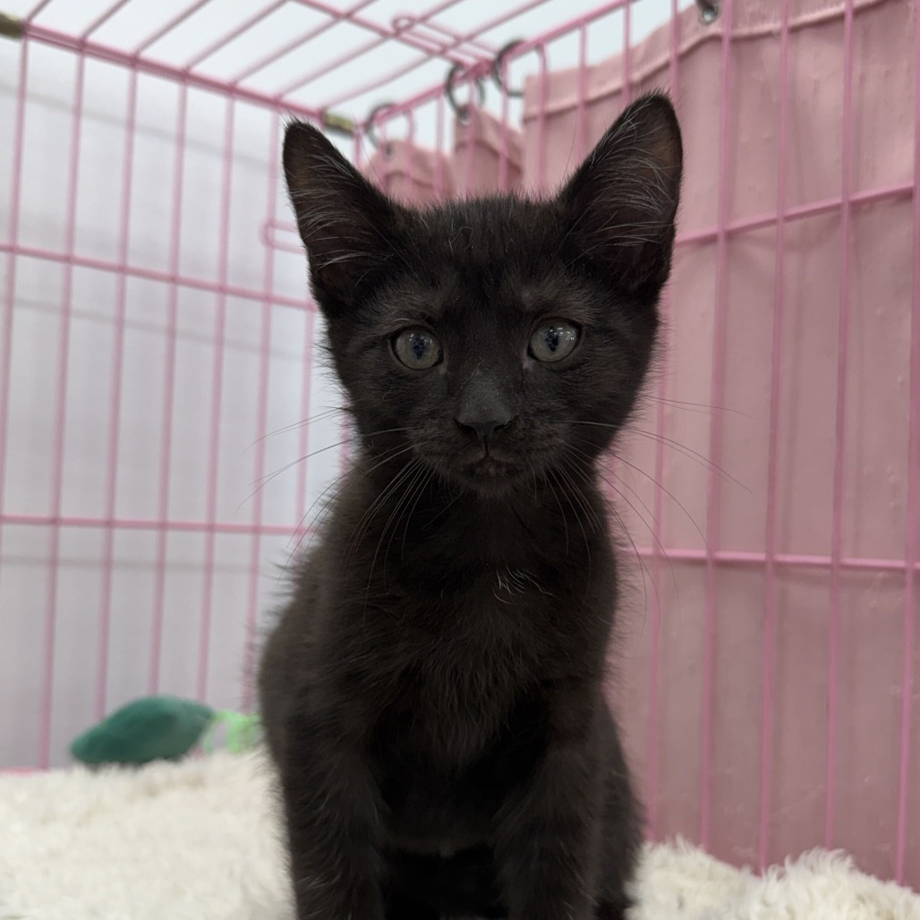 BURNT TOAST - Domestic Shorthair available for adoption