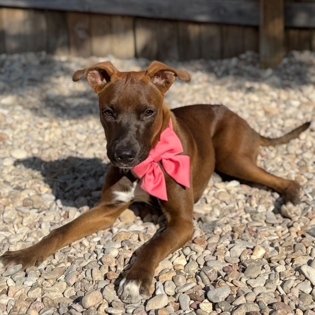 Lucielle — thumbnail 4