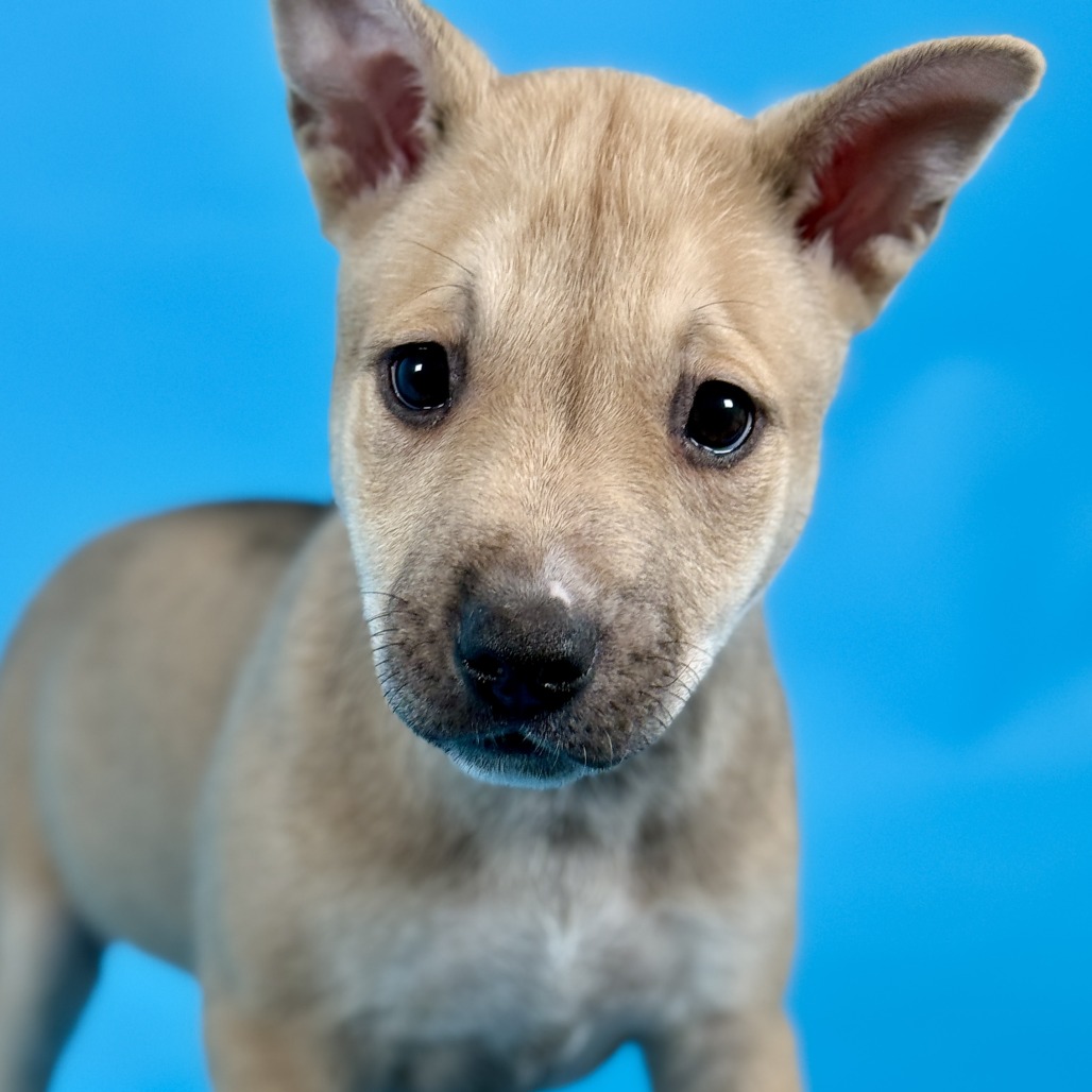 Butterscotch Sprinkles — thumbnail 5