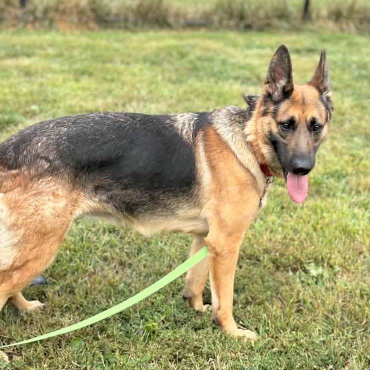 MOLLY - Shepherd, German / Mixed Breed (Large) available for adoption