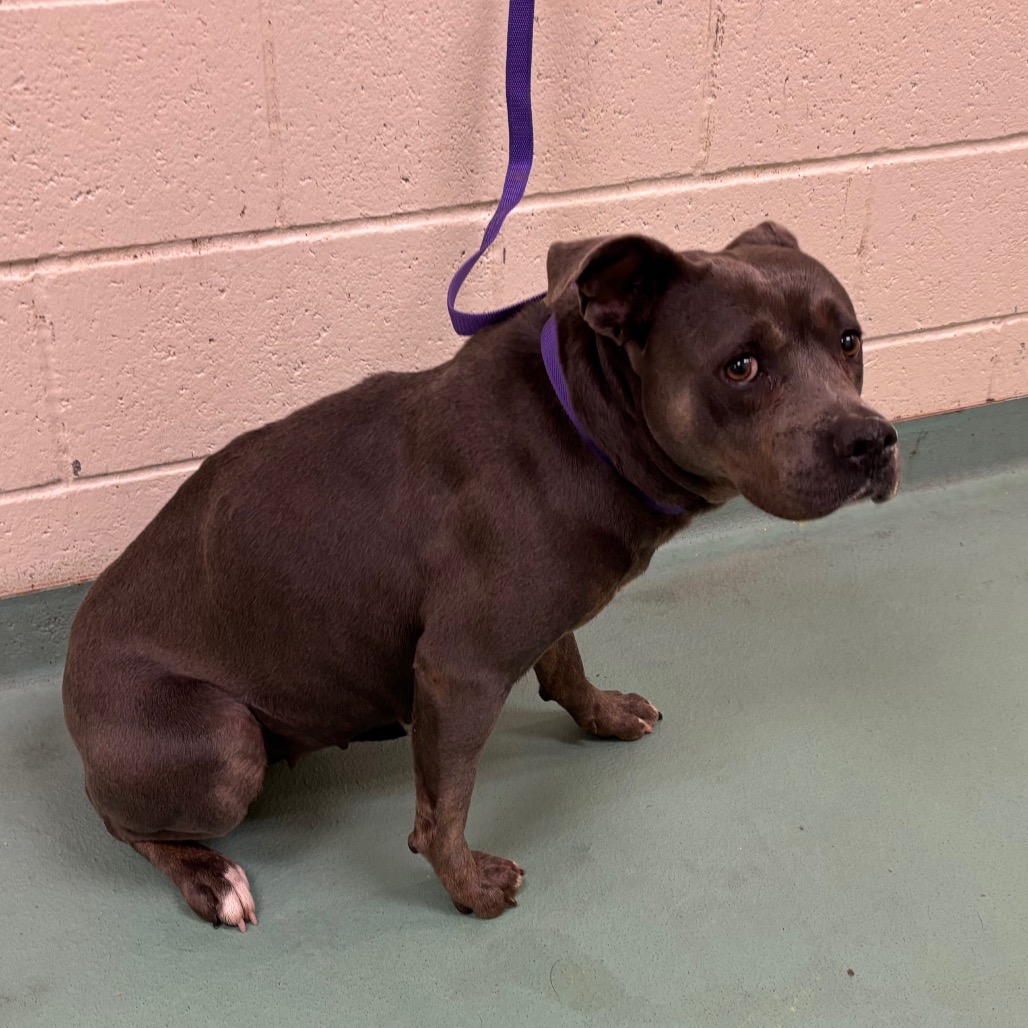 Blue Bell — thumbnail 2