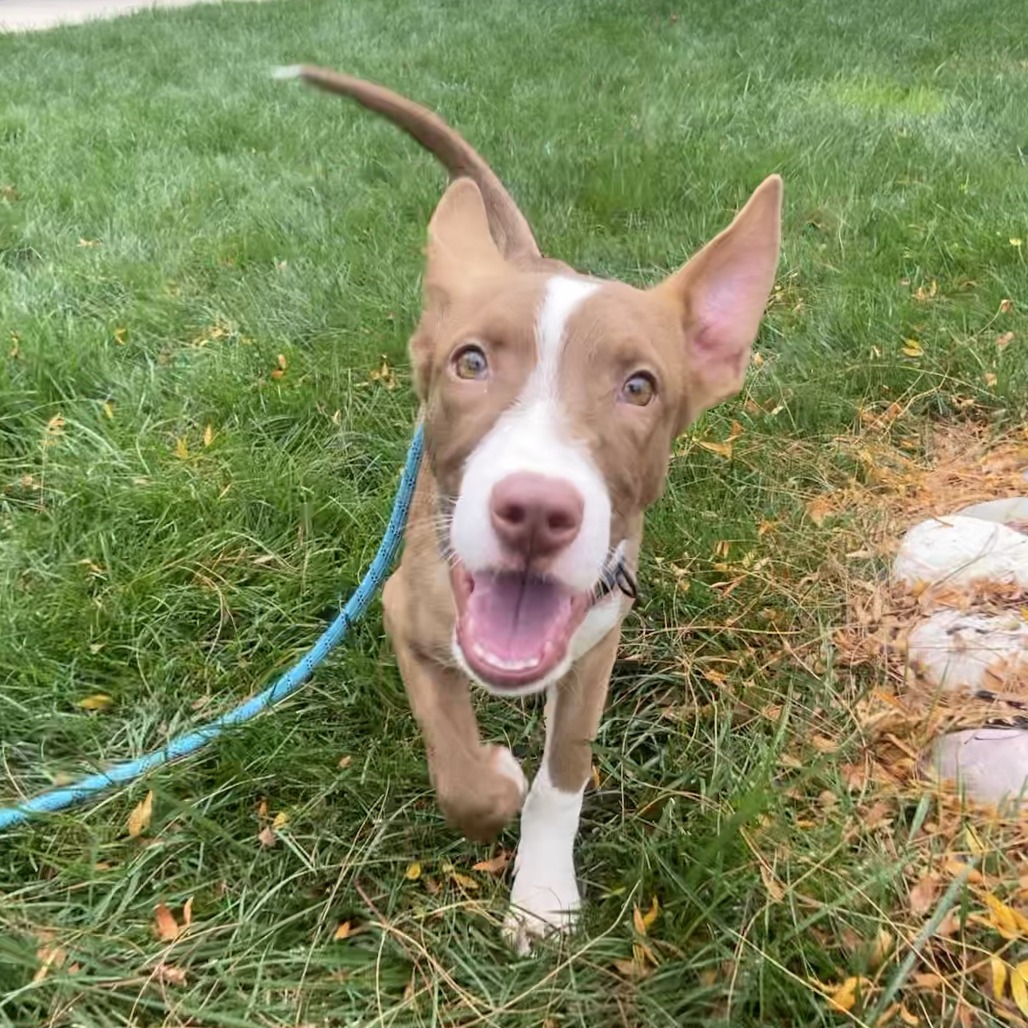 GOMEZ - Mixed Breed (Medium) available for adoption