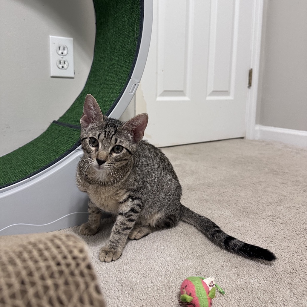 *Hank, photo 8