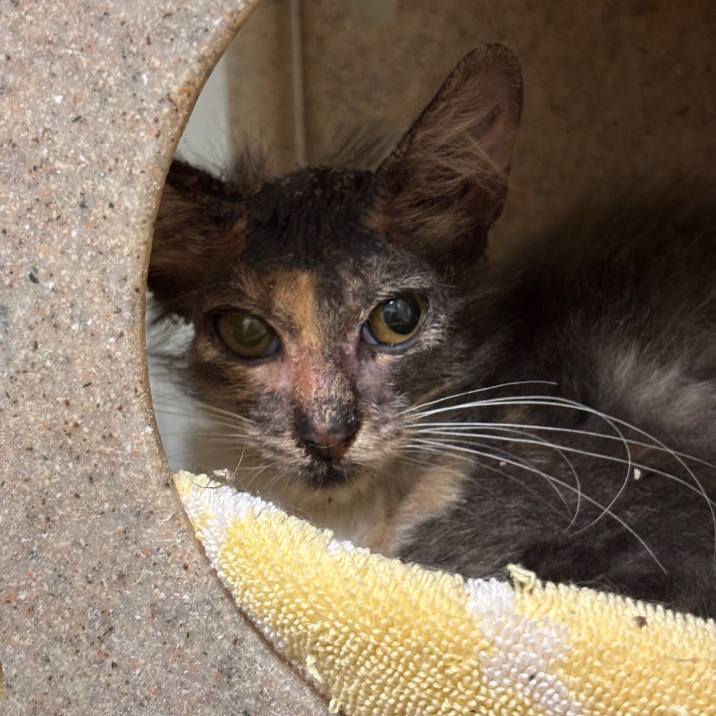 FUZZ - Domestic Shorthair / Domestic Shorthair for adoption in League City
