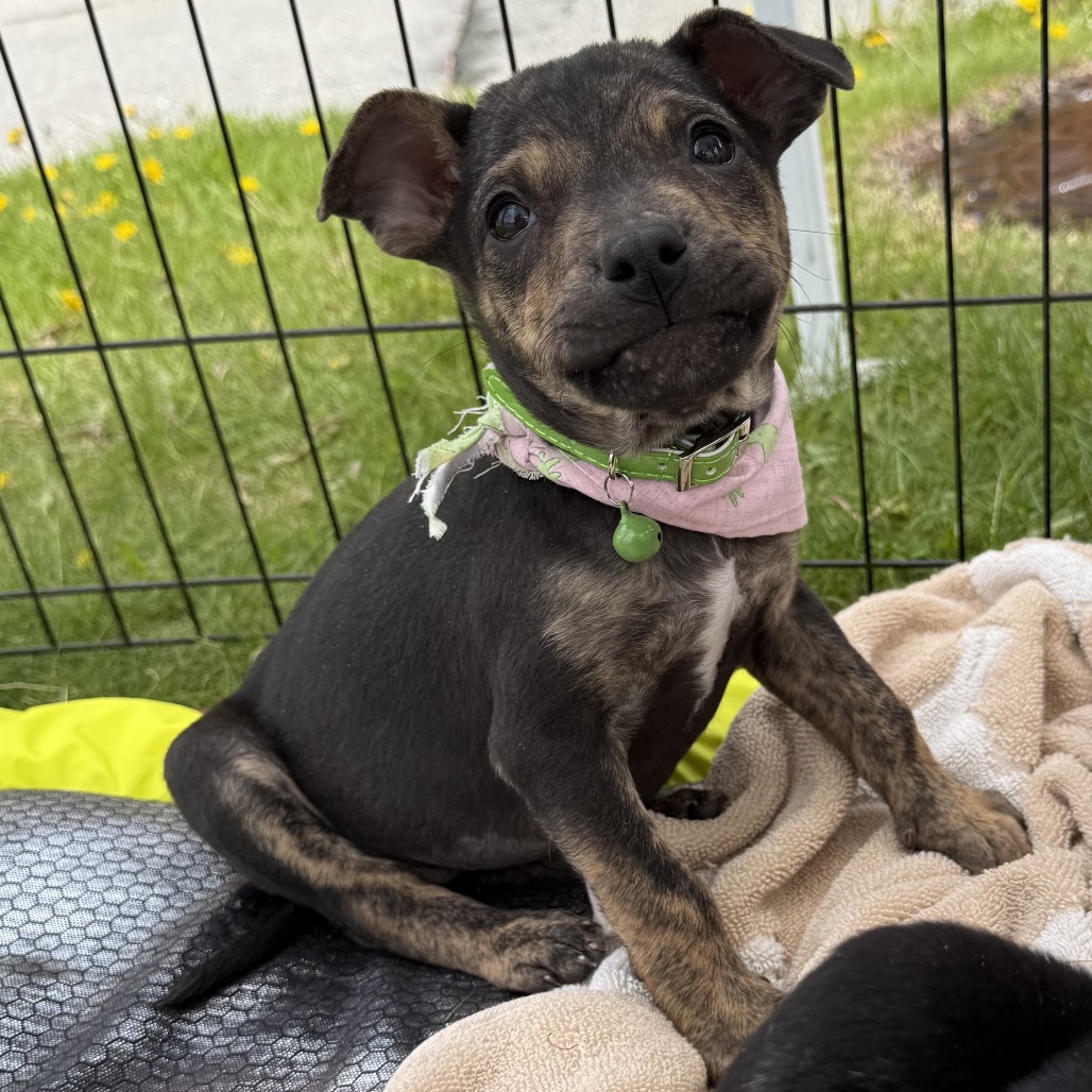 NY Sadie (Foster in Lagrangeville NY)