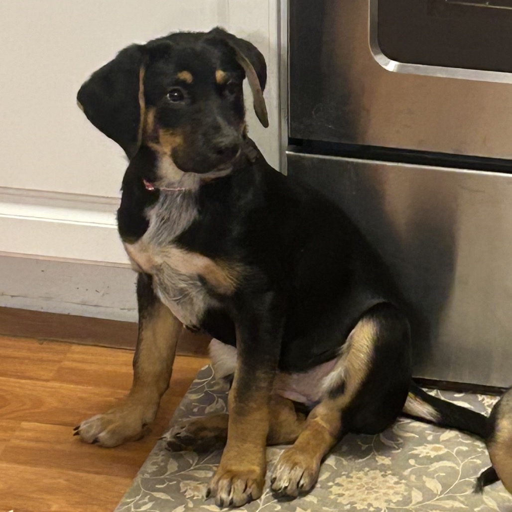 KELSEY - Shepherd / Mix for adoption in Silver Spring