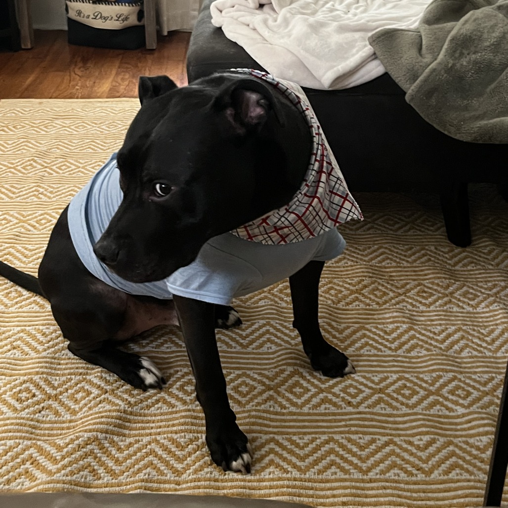 Bowser, photo 61
