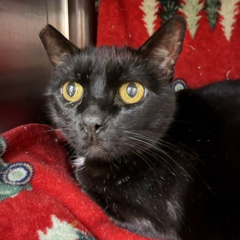 KITTY - Domestic Shorthair available for adoption