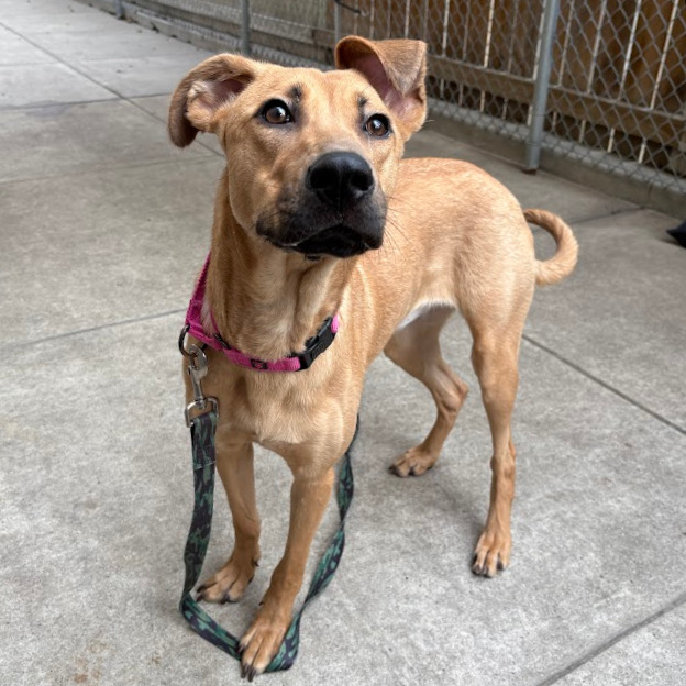 Photo of Artemisia 11