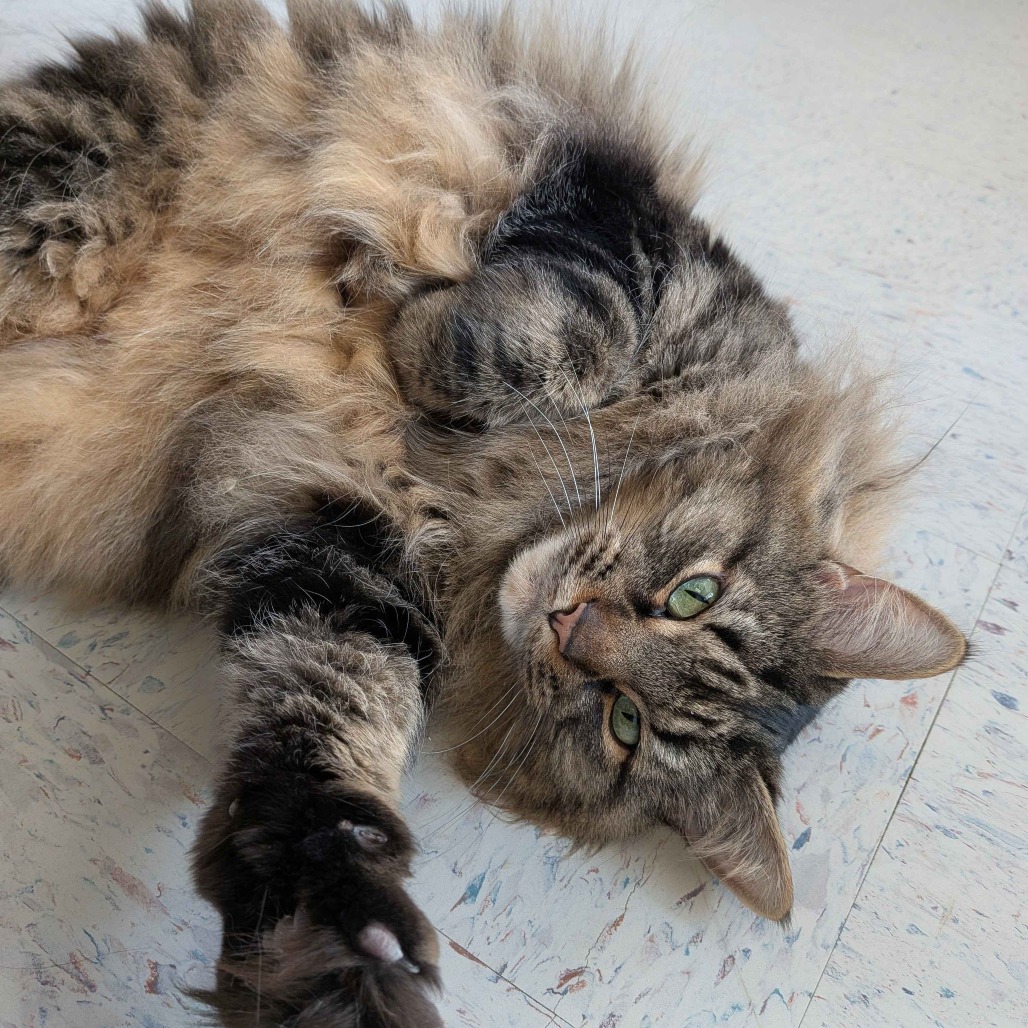 Gizmo — thumbnail 4