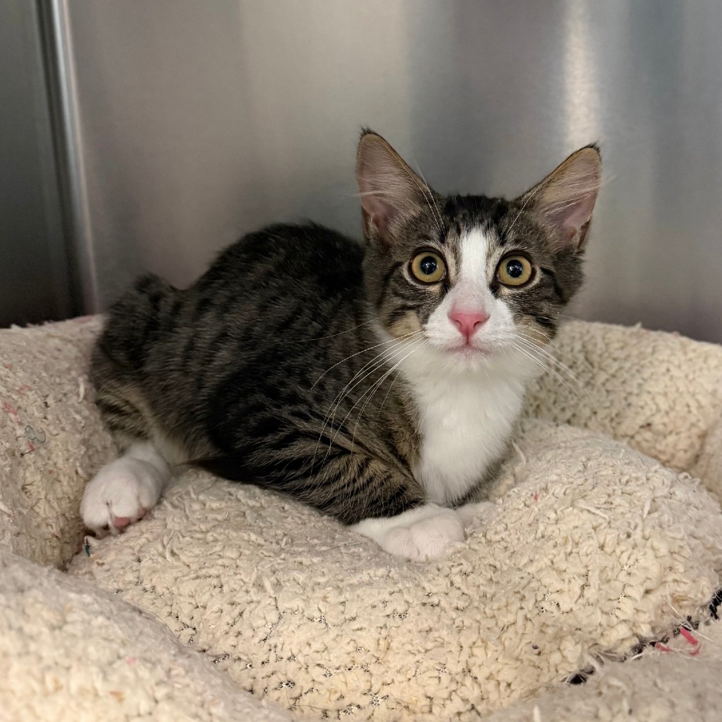 FROGGY (BONDED TO NOOR) - Domestic Medium Hair available for adoption
