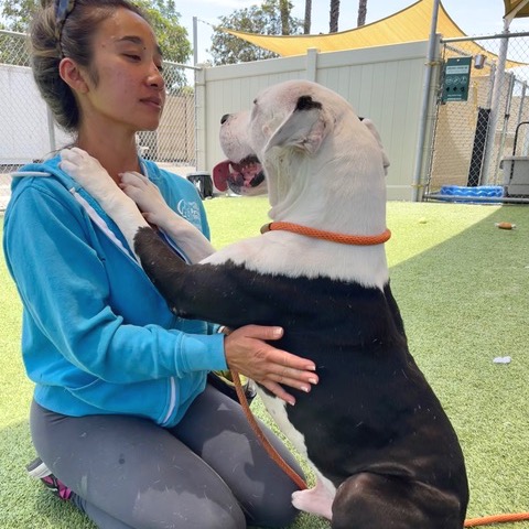 Dillan — thumbnail 2