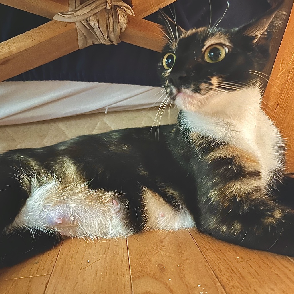 MAMA SAGE - Domestic Shorthair available for adoption