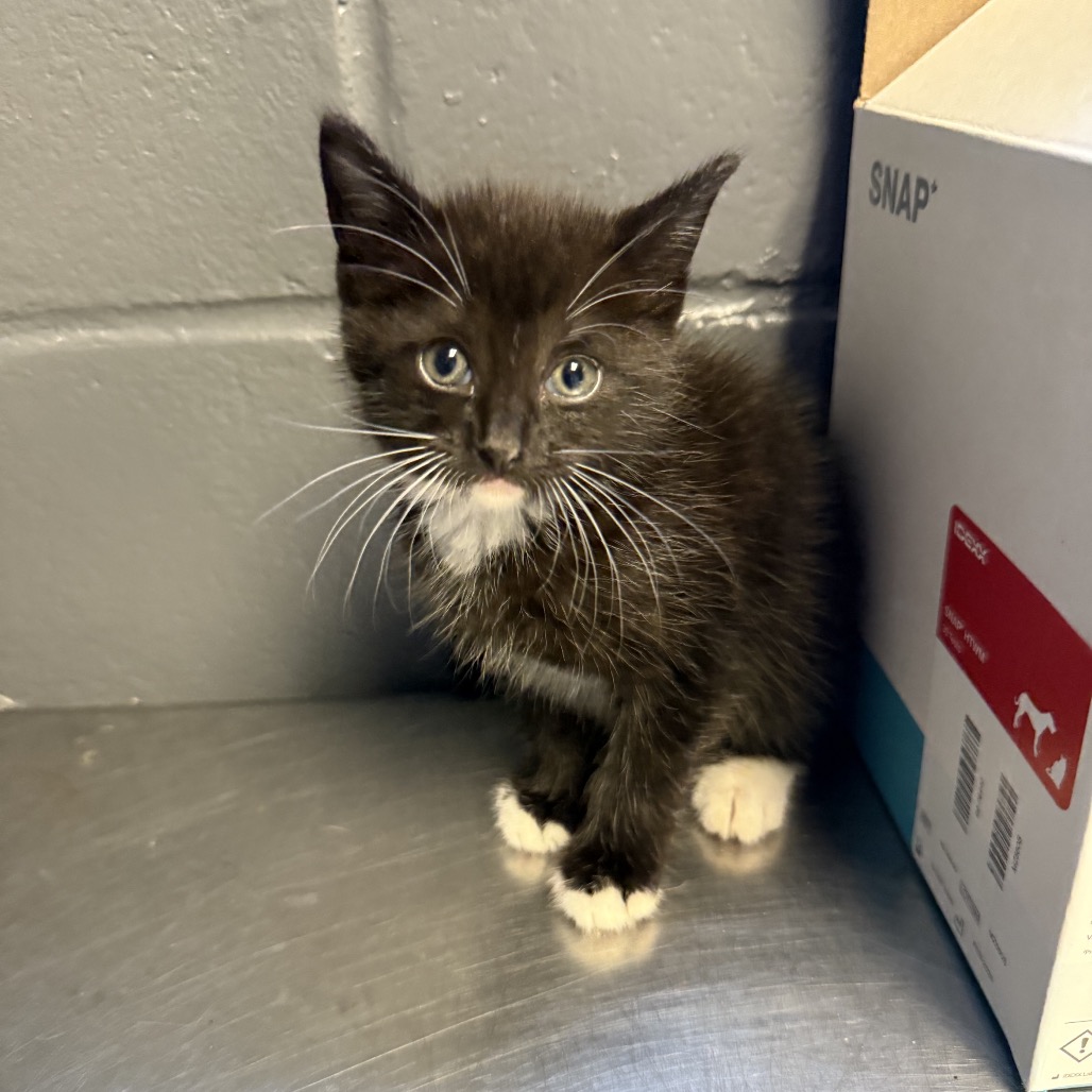 Tusc Stray 84533
